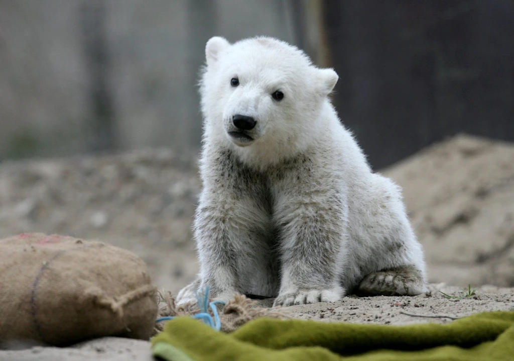 Wiedersehen mit Knut