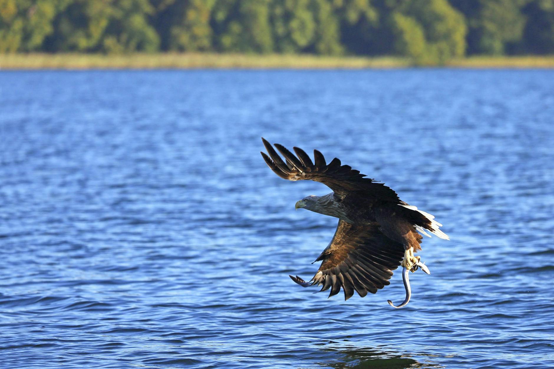 Seeadler sind wunderschöne, aber auch extrem seltene schutzbedürftige Vögel.