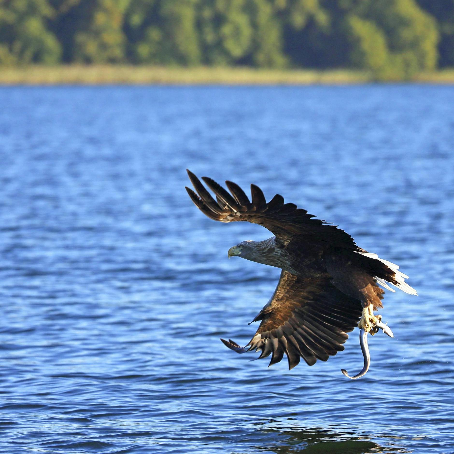 Image - Seeadler, Fischotter und wilde Katzen: Diese Tiere leben in Berlin