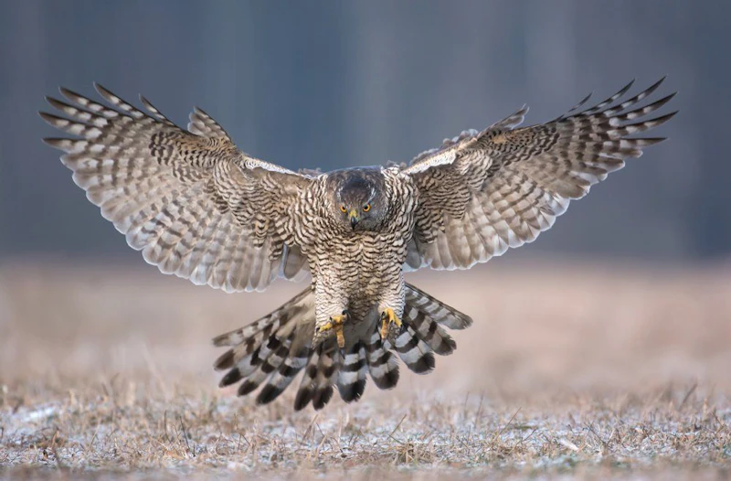 Thüringen: Entwichener Greifvogel attackiert Menschen und Hunde