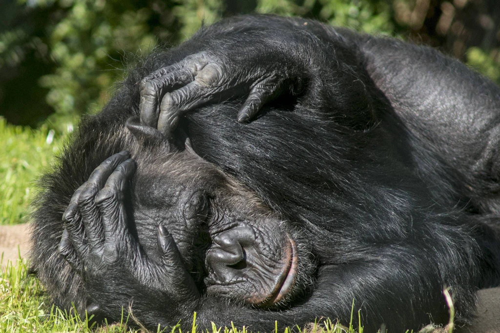 Schimpansen verbünden sich gegen mächtige Tiere.