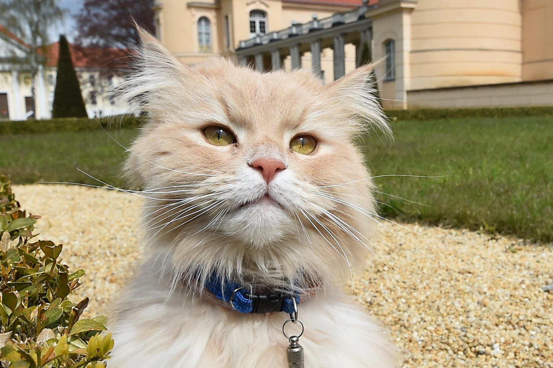 Schlosskatze Sheldon ist seit dem 30. Mai verschwunden.