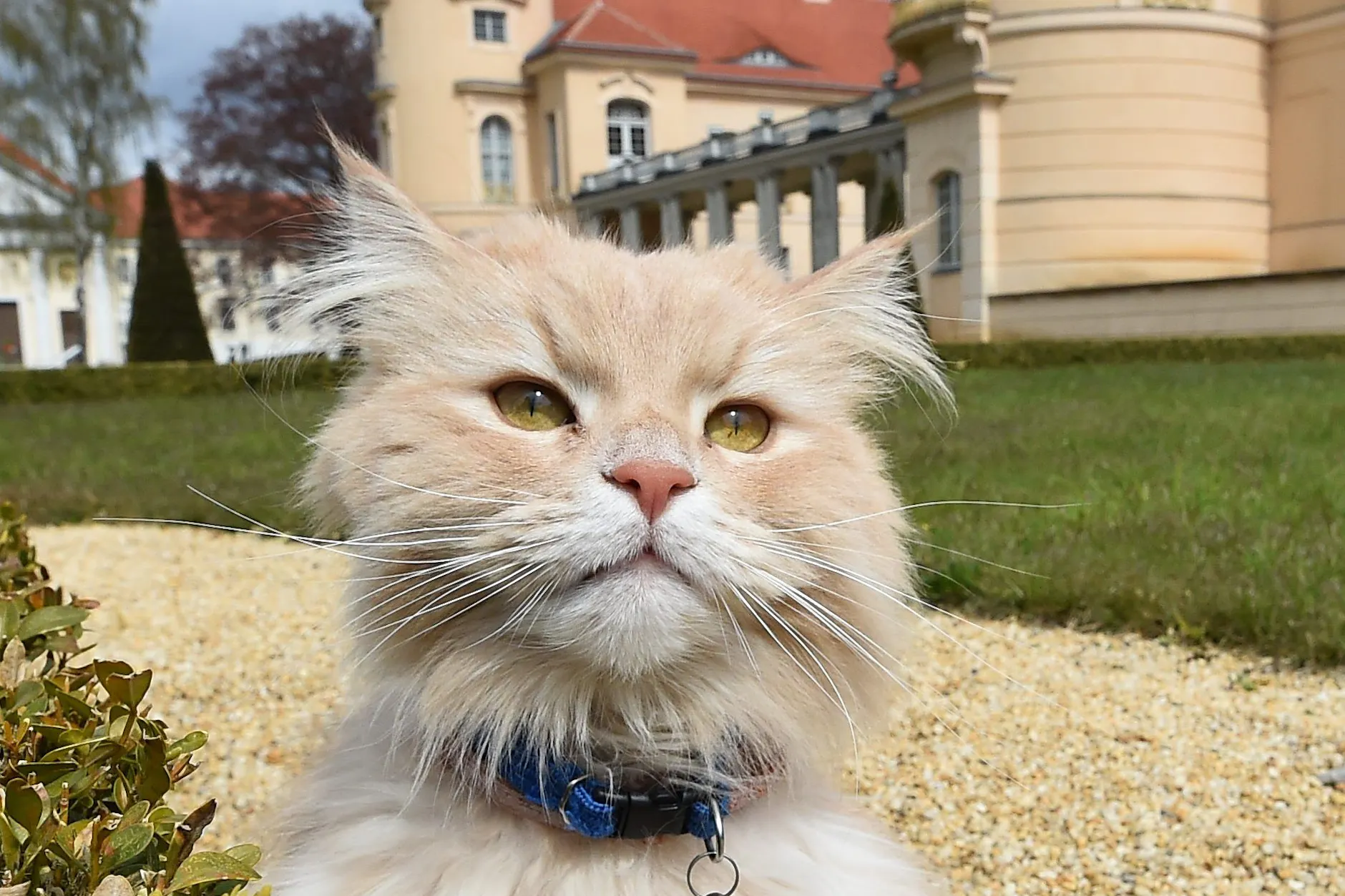 Brandenburgs Star-Kater Sheldon ist verschwunden: Finderlohn ausgesetzt