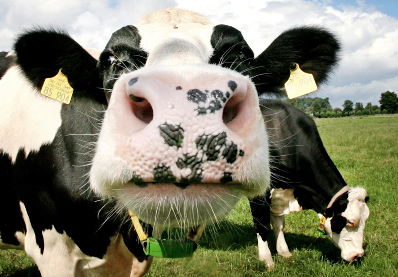 Hoffest im Fläming: Einblicke in die Welt der Käse