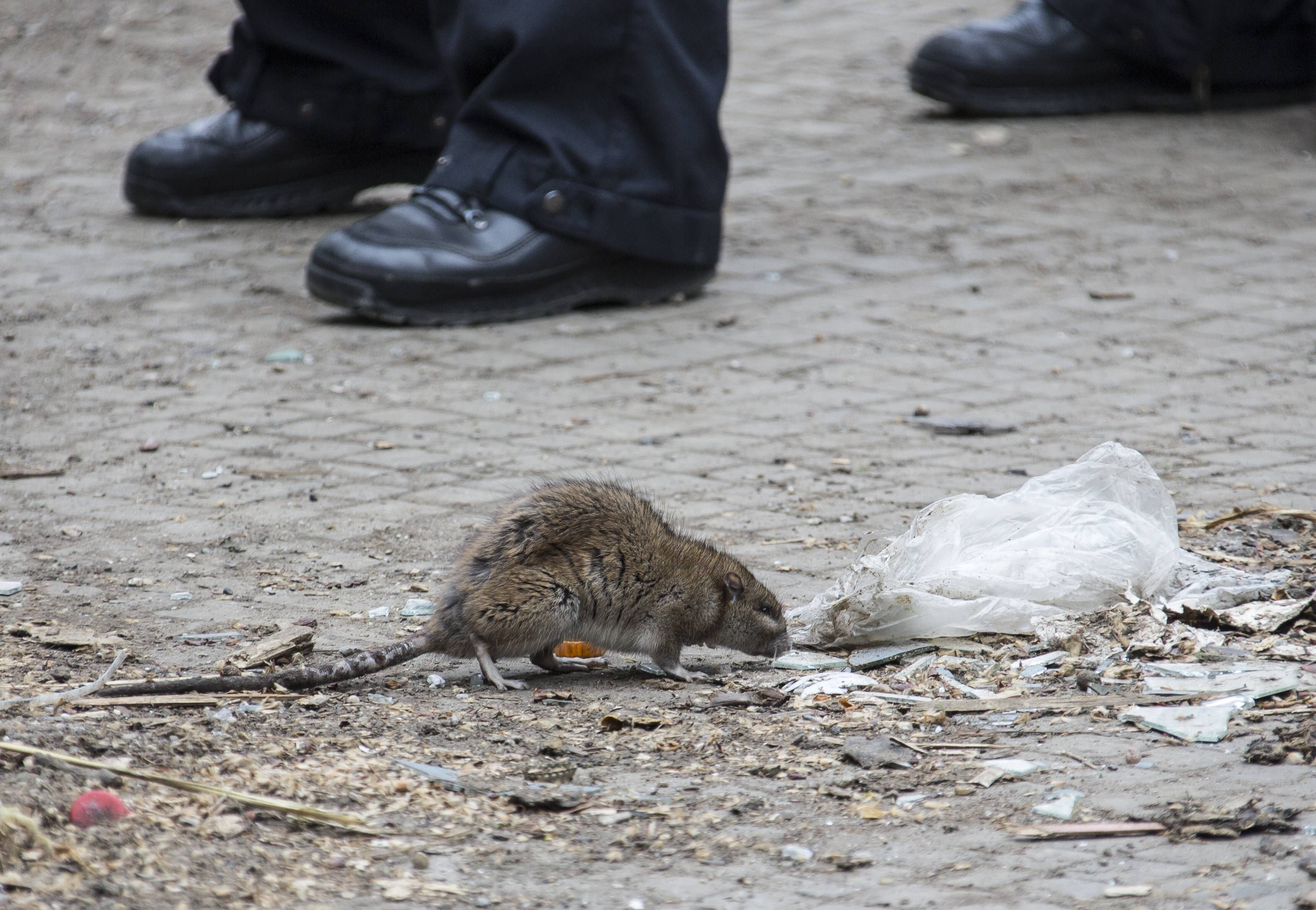 Bezirk sperrt Grünfläche wegen massiven Rattenbefalls