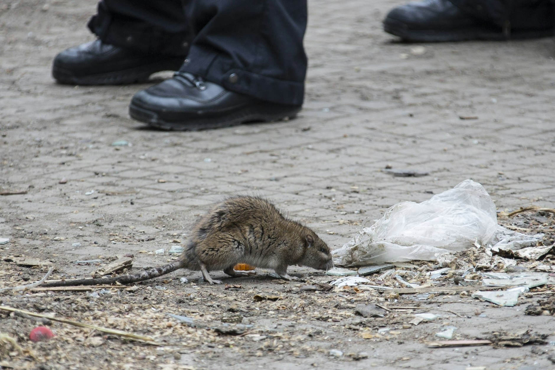 Ratten fühlen sich in Berlin schon heimisch.