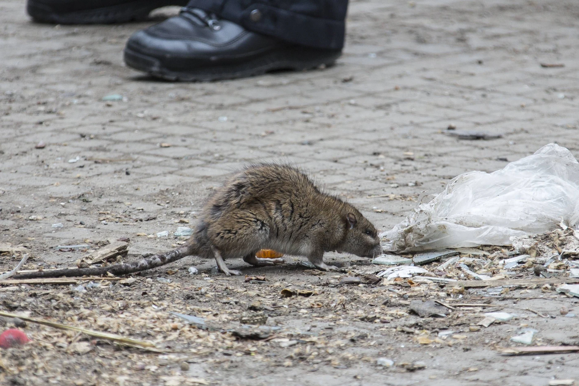 Ratten fühlen sich in Berlin schon heimisch.