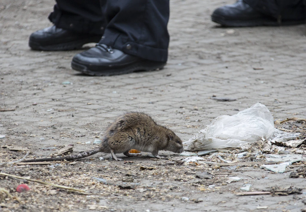 Bezirk sperrt Grünfläche in Neukölln wegen massiven Rattenbefalls