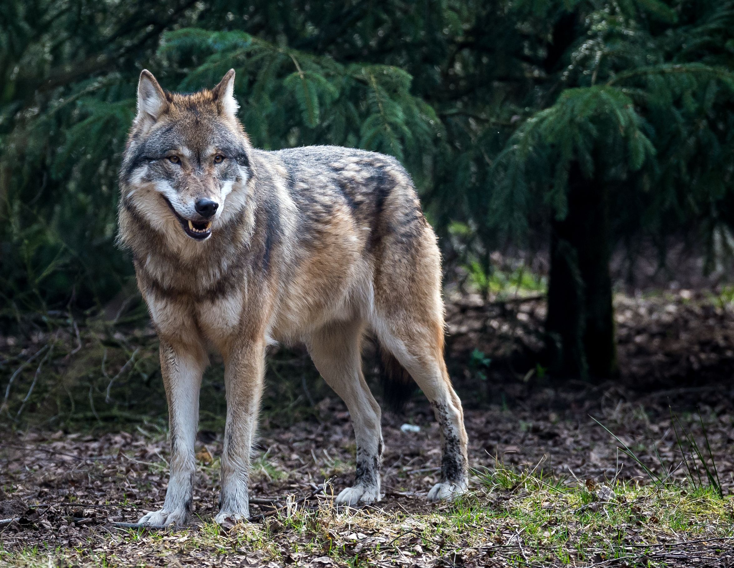 Nach Wolfsbiss im Einkaufszentrum: Tier soll wieder ausgewildert werden
