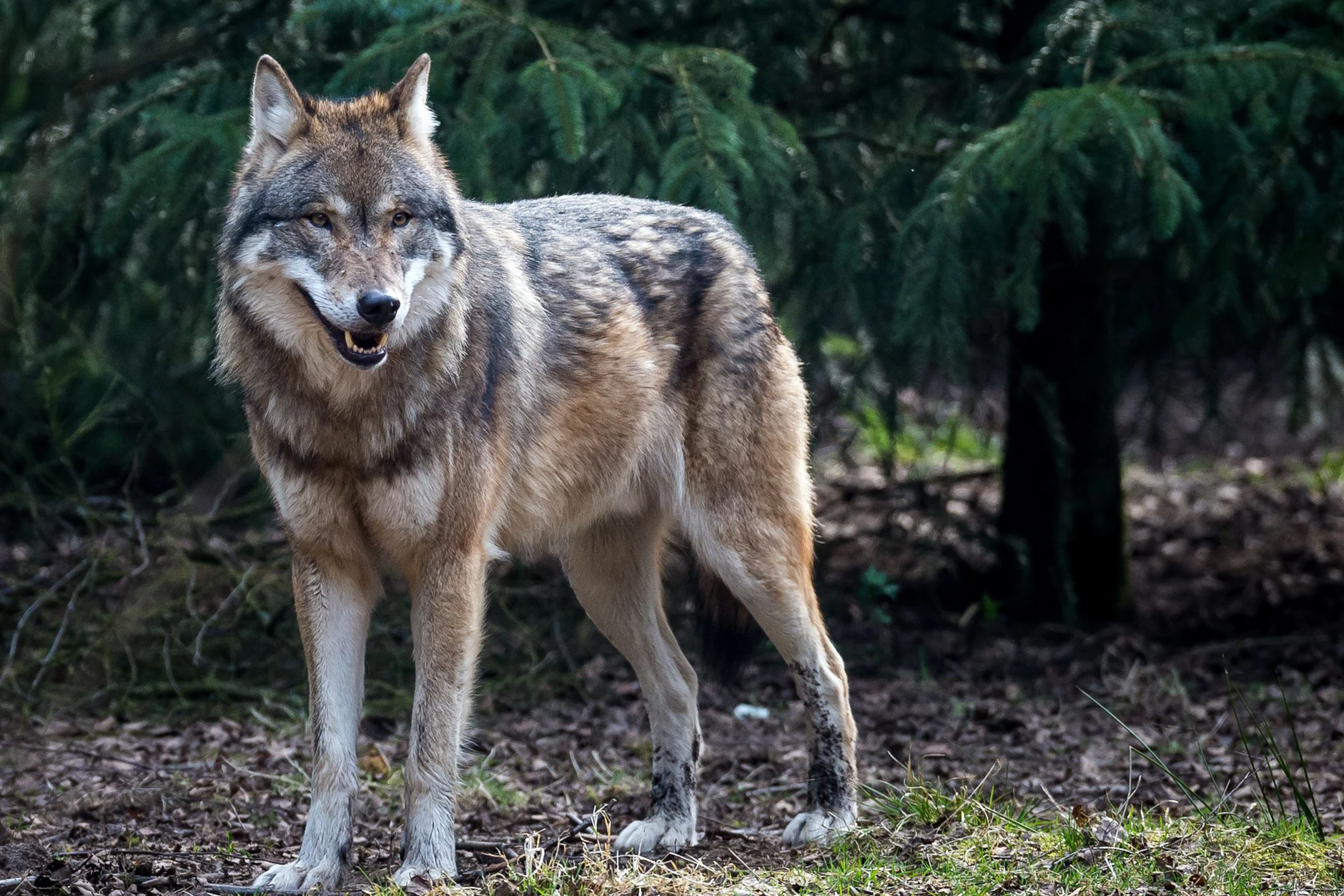 Ein junger Wolf soll in Hamburg eine Frau verletzt haben, jetzt wird über die Wolfsjagd diskutiert.