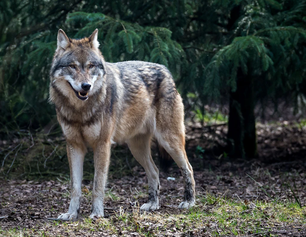 Nach Wolfsbiss im Einkaufszentrum: Tier soll wieder ausgewildert werden