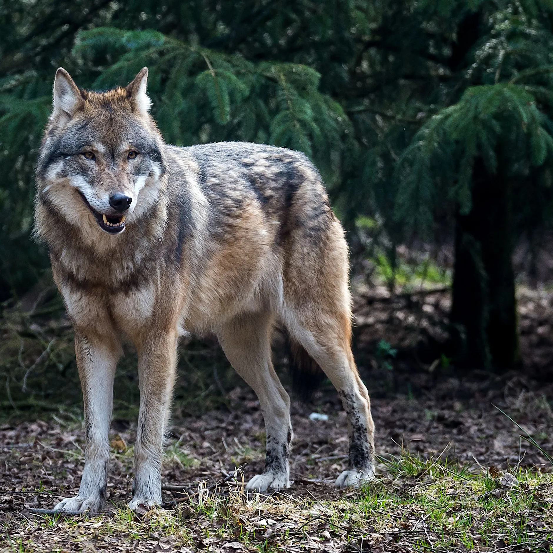 Nach Wolfsbiss im Einkaufszentrum: Tier soll wieder ausgewildert werden