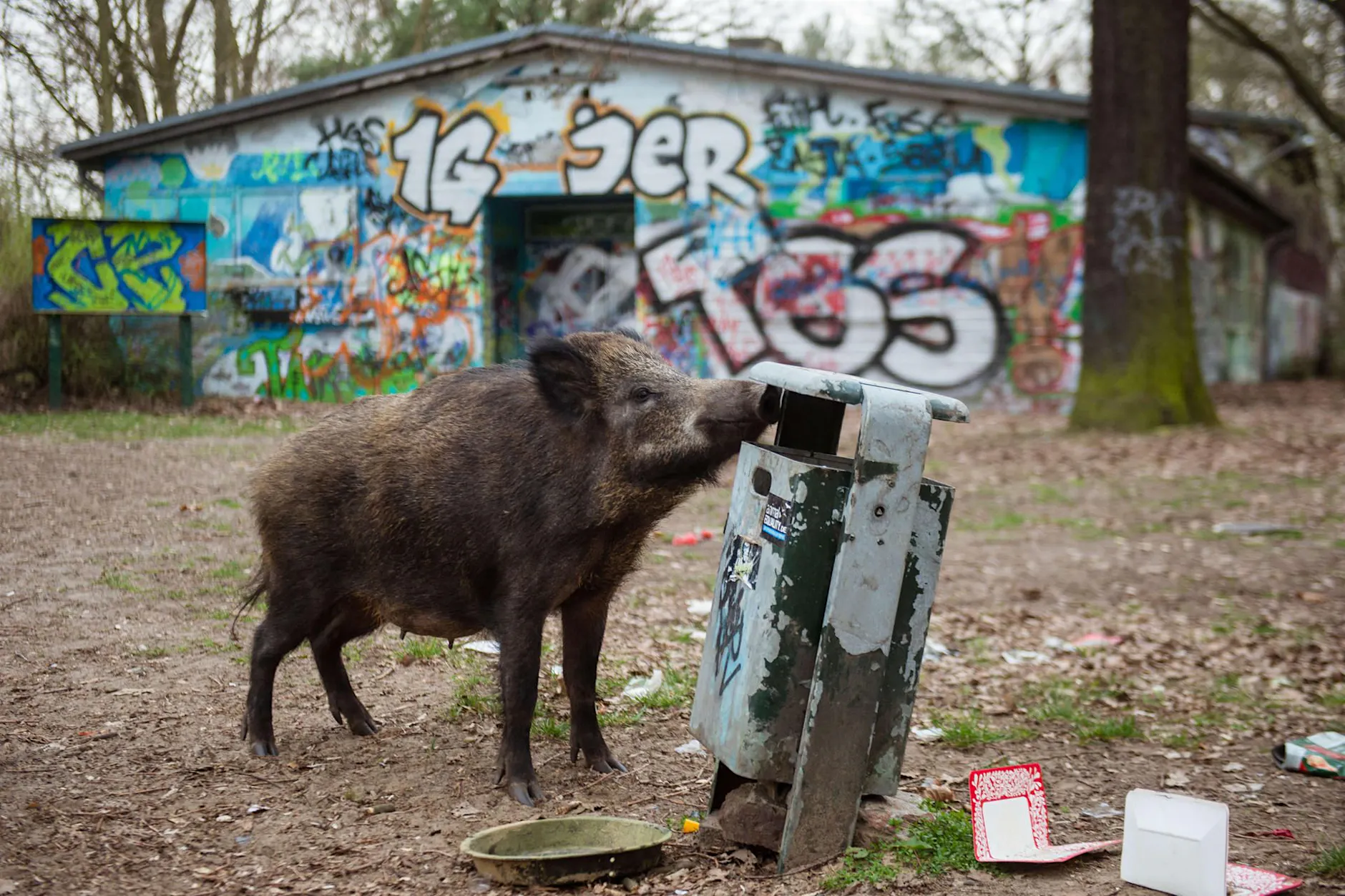 Wildschwein-Attacken in Berlin: Angst hält Anwohner zuhause