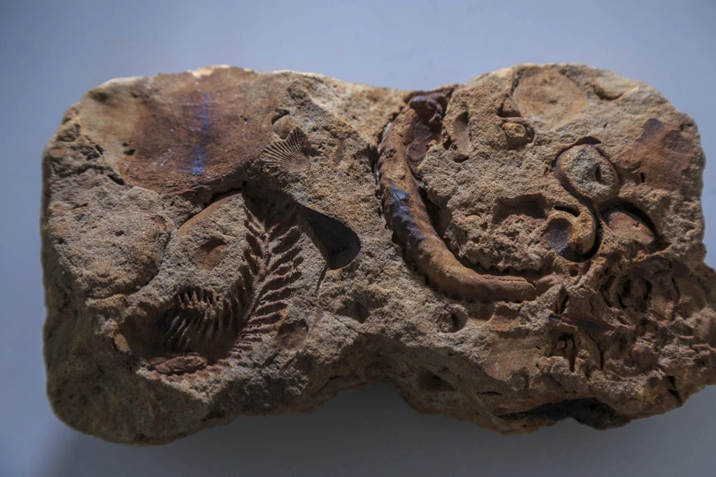 Fossilien aus Gesteinsschichten geben Aufschluss über Tiere, die vor Hunderten Millionen Jahren lebten.