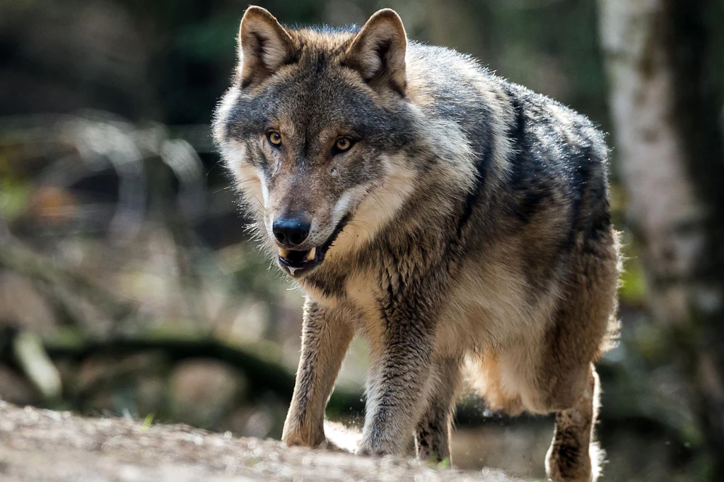 Ministerium: Wolf bei Großbreitenbach wurde erschossen