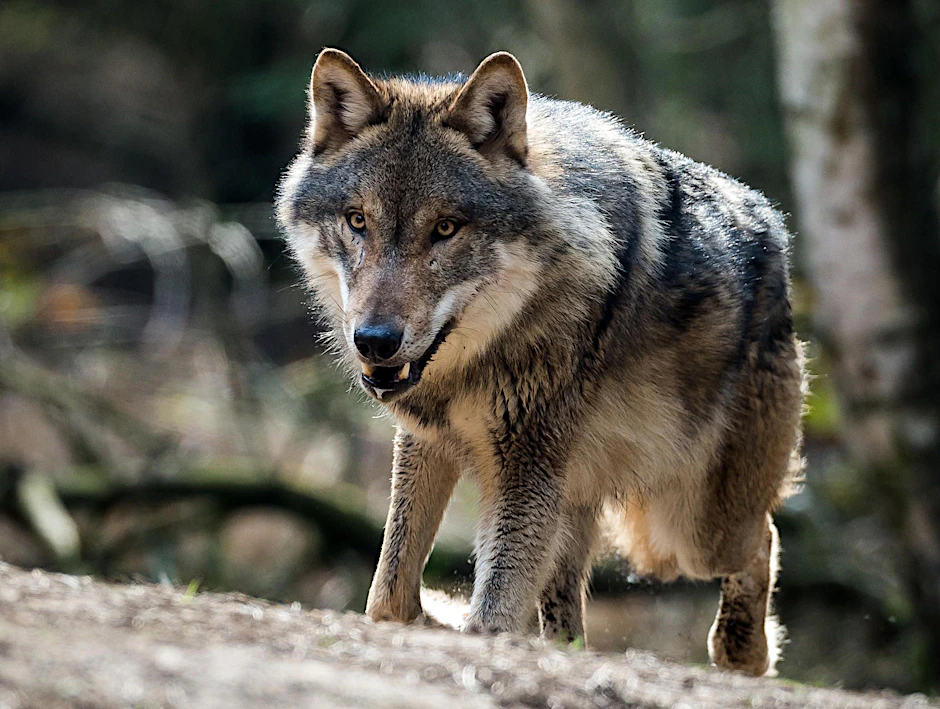 Der bei Großbreitenbach entdeckte Wolf wurde erschossen, wie ein Sprecher des Thüringer Umweltministeriums nun bestätigte.
