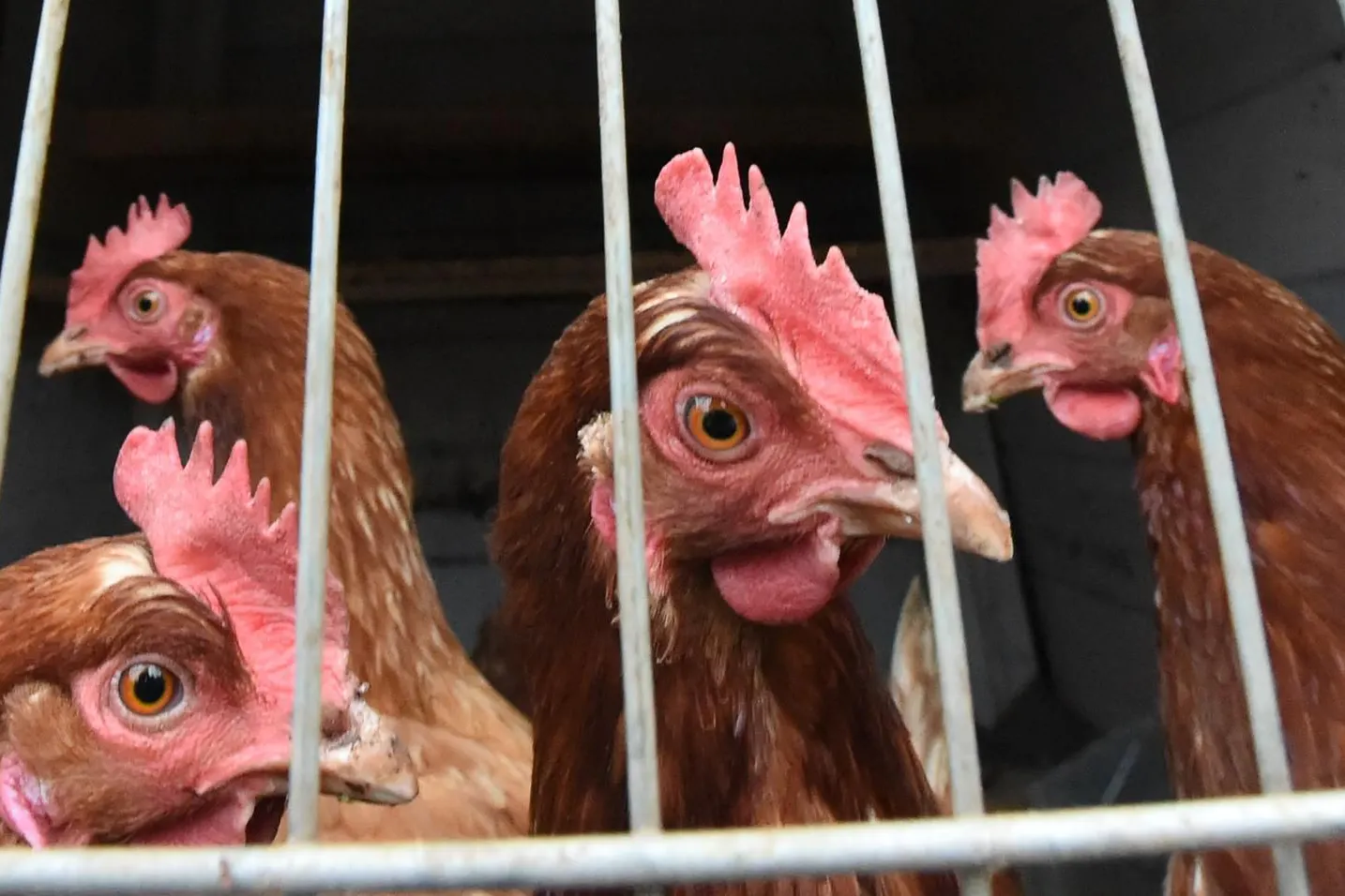 In Brandenburg müssen wegen der Newcastle-Krankheit mehr als 100.000 Tiere getötet werden.