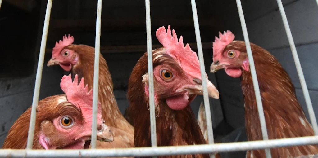 Seuchen-Drama in Brandenburg: Mehr als 100.000 Tiere müssen getötet werden