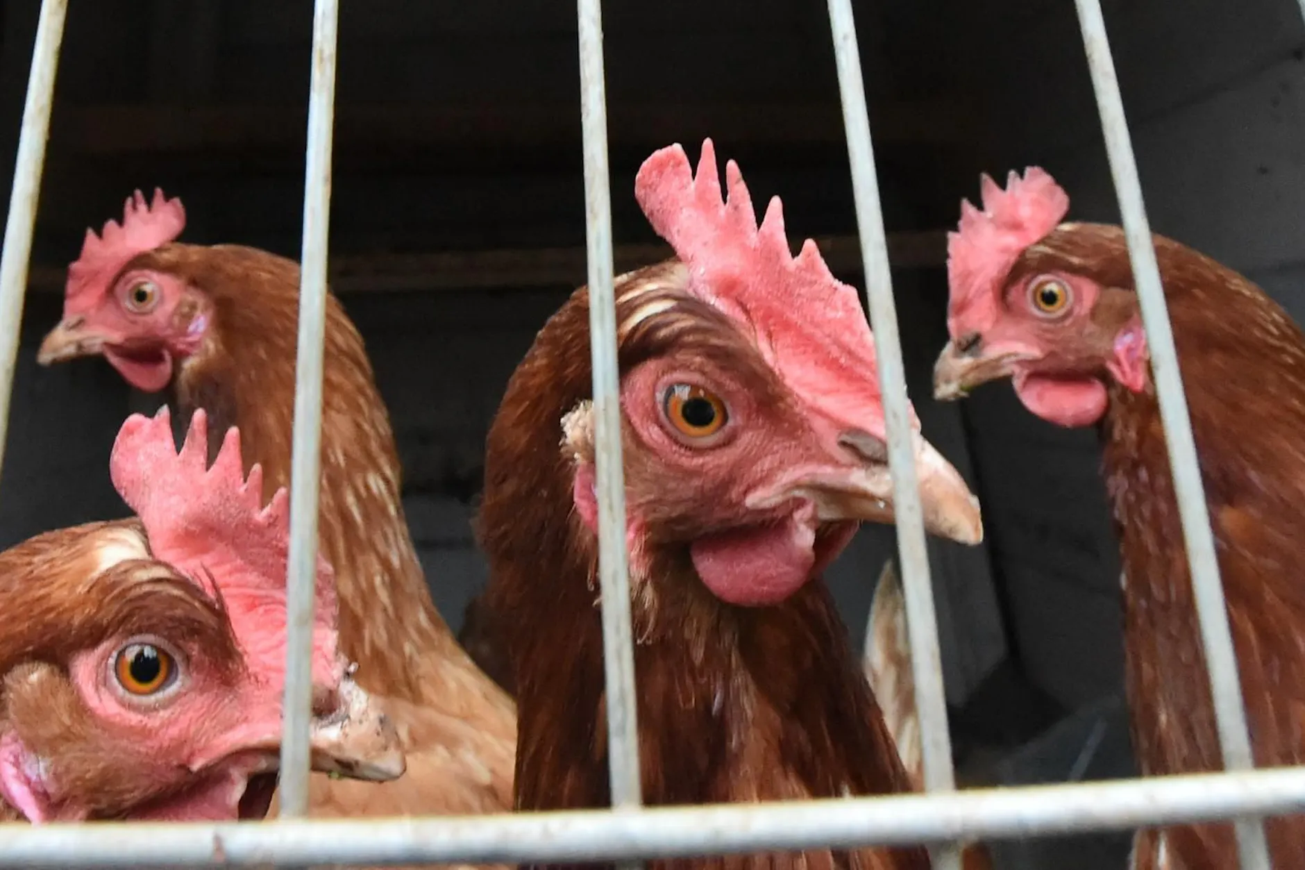 Seuche in Brandenburg: Über 100.000 Tiere werden getötet