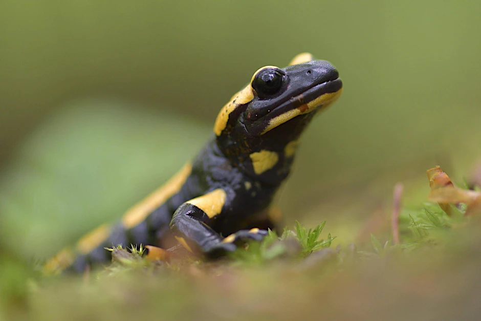 Wenn man Feuersalamander mit UV-Licht bestrahlt, beginnen diese vor allem an der Bauchseite in einem türkisblauen Farbton zu leuchten.