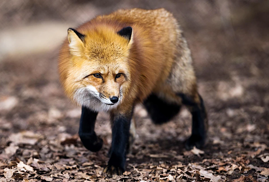 Ein Fuchs verursacht in Reinickendorf Unruhe (Symbolbild).