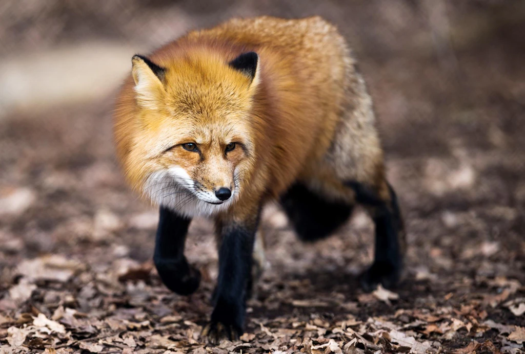 Nach „Terror-Fuchs“-Attacken: Tipps für Hundebesitzer