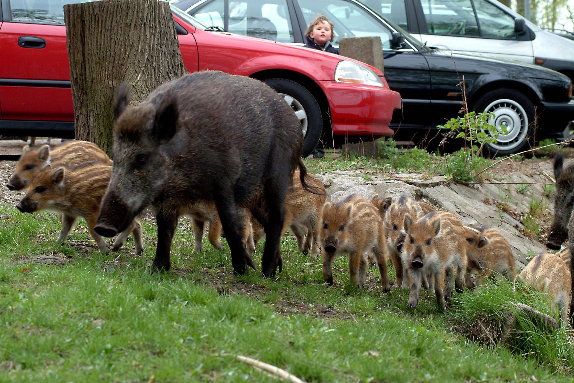 Wildschwein-Ärger im DDR-Neubauviertel: Senat schickt Köpenicker zum Zaunbauen