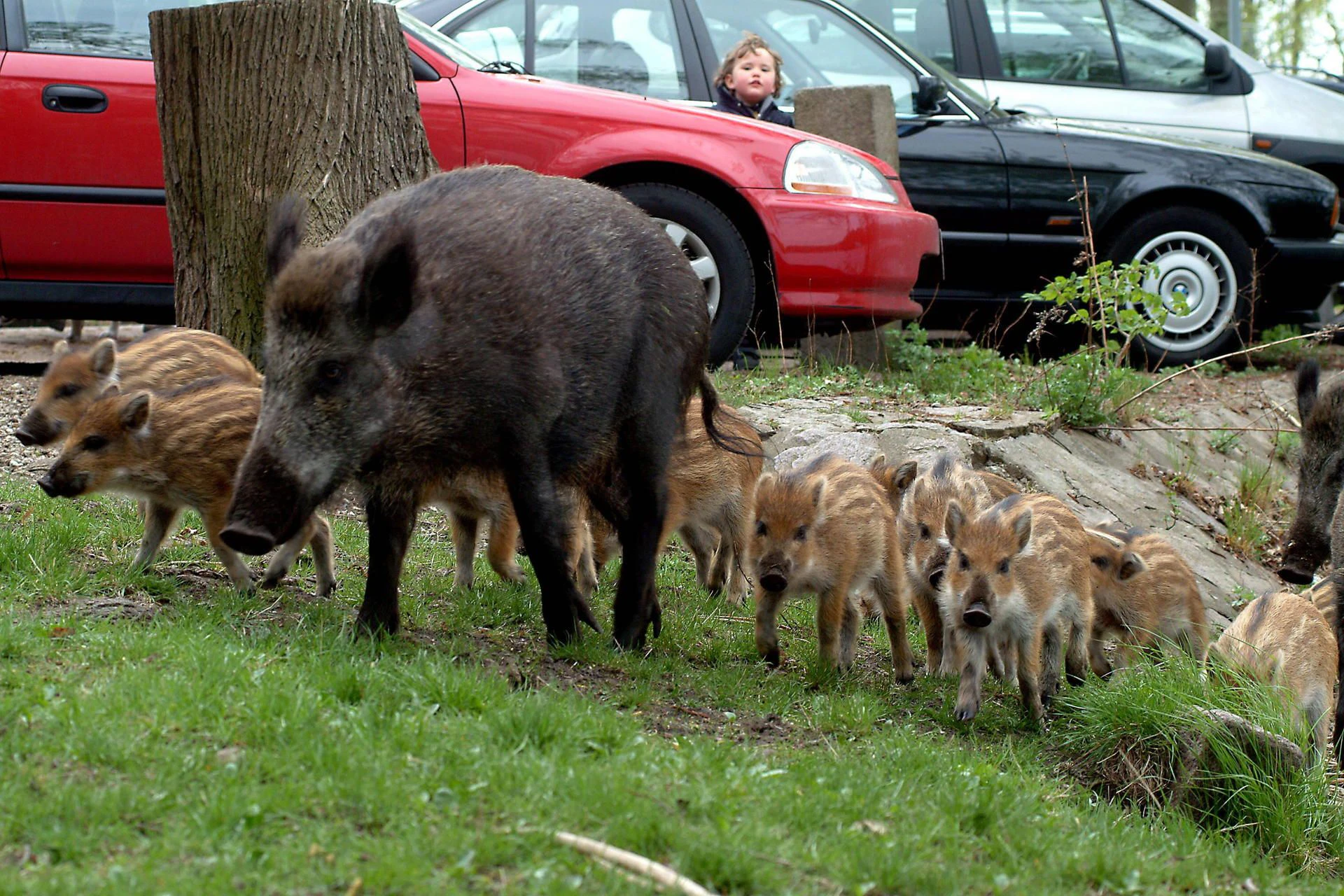 Dr Rotte Wildschweine in Köpenick: Senat schickt Anwohner zum Zaunbau