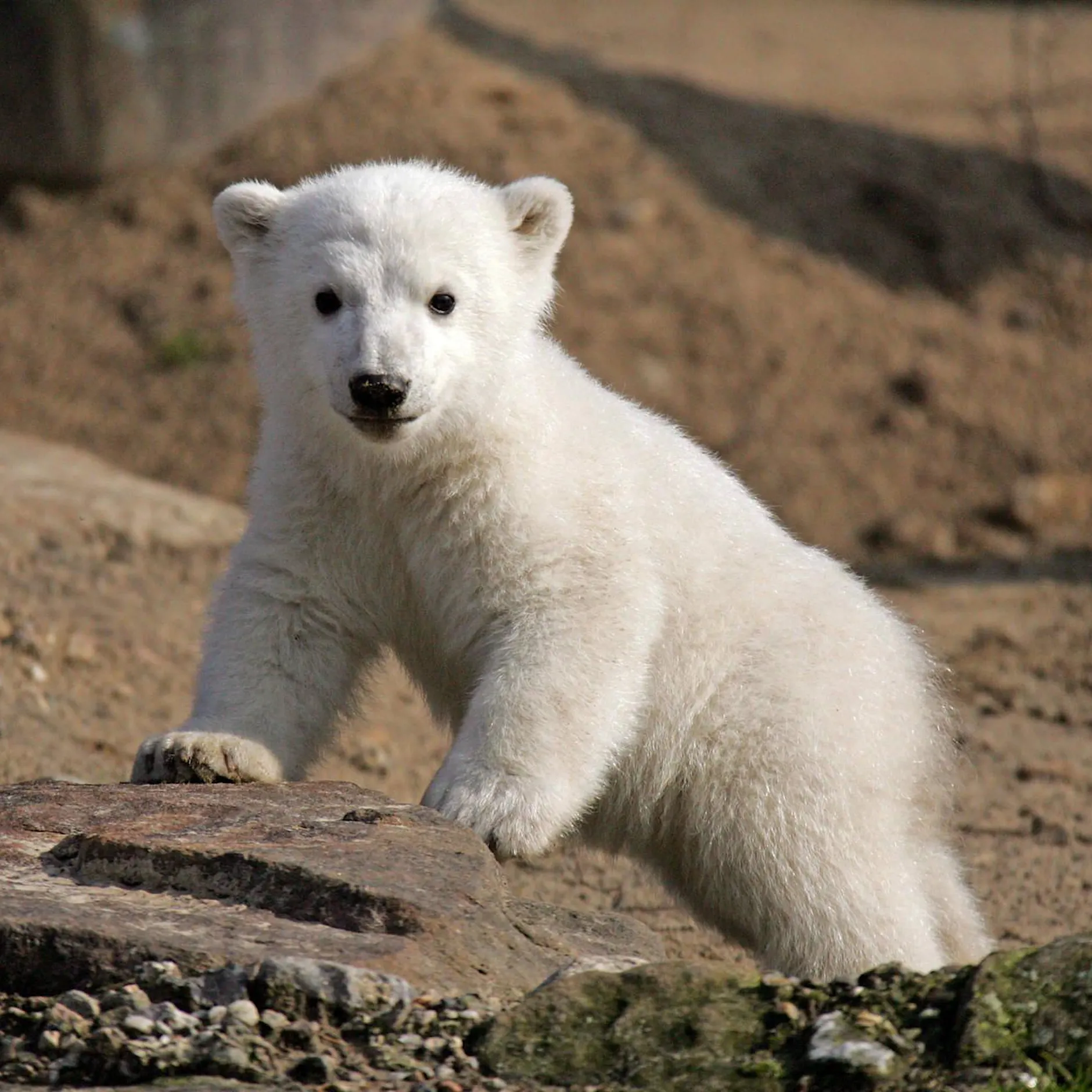 15 Jahre ohne Knut: Er wurde zum beliebten Kult-Eisbären
