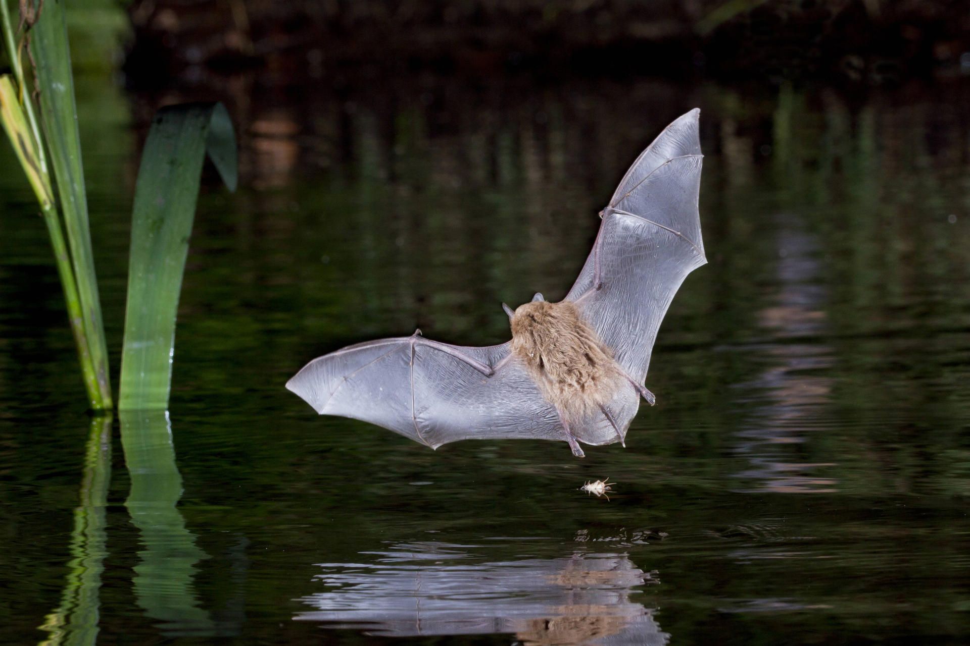 Image - Fledermäuse stoppen Bau: Gericht legt Pankower Flüchtlingsheim auf Eis