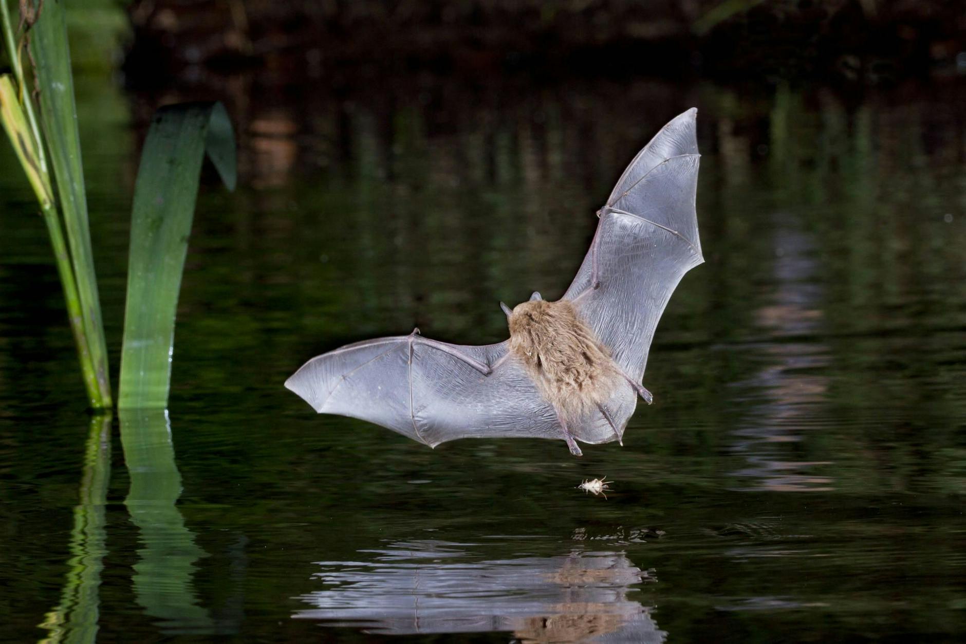 Vögel und Fledermäuse verhindern den Bau eines Flüchtlingsheim in Berlin-Pankow.