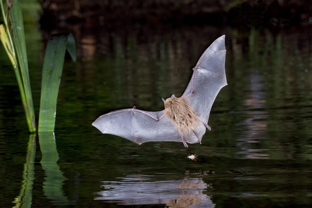 Fledermäuse stoppen Bau: Gericht legt Pankower Flüchtlingsheim auf Eis