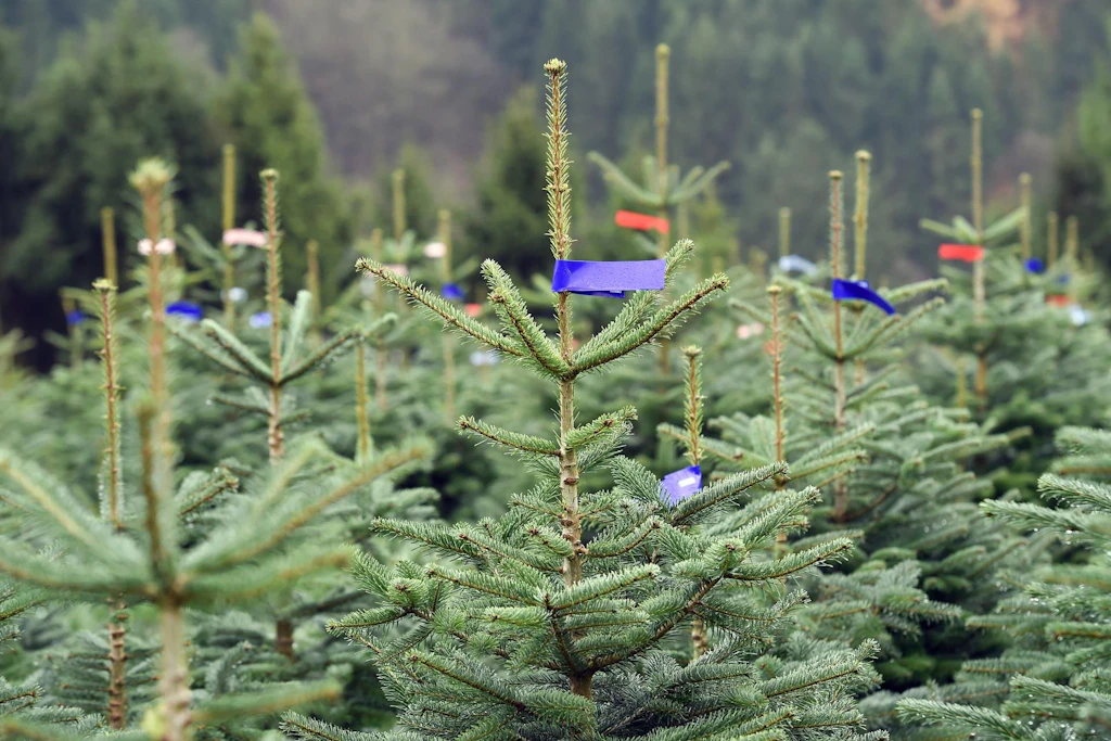 Mitten im Hochsommer: Stadt in Sachsen-Anhalt sucht den perfekten Weihnachtsbaum
