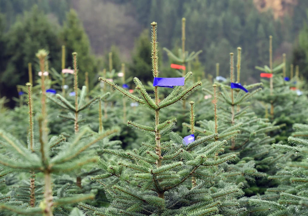 Mitten im Hochsommer: Stadt in Sachsen-Anhalt sucht den perfekten Weihnachtsbaum