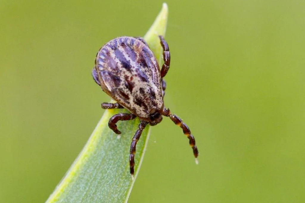 Borreliose-Fälle steigen in Berlin – das rät das Lageso jetzt
