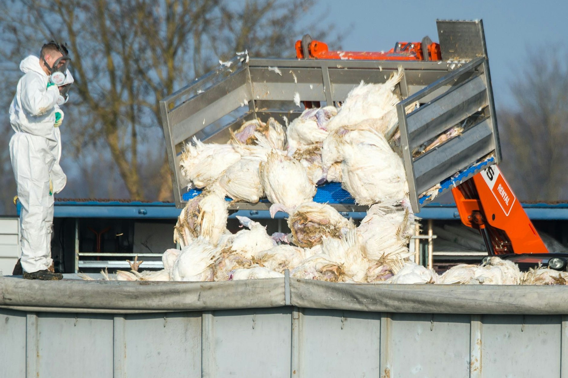 In Brandenburg mussten bereits viele Tiere getötet werden.