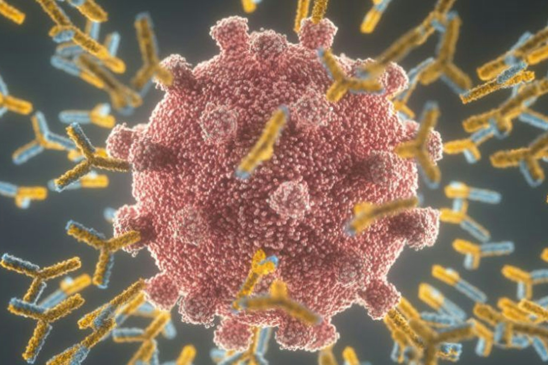 Illustration: Antikörper attackieren ein Coronavirus. An welchen Stellen sie angreifen müssen, wissen sie durch die mRNA-Impfung. Panthermedia/Kiyoshi Takahase Segundo