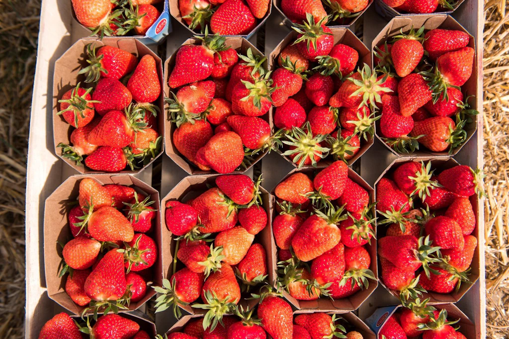 Gepflückte, reife Erdbeeren. Es ist sinnvoll auf heimische Erdbeeren zu warten. Weit gereiste Früchte sind oft mit Pestiziden belastet.&nbsp;&nbsp;