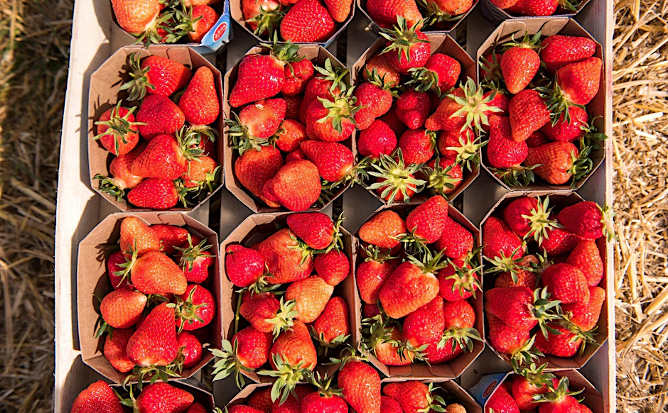 Gepflückte, reife Erdbeeren. Es ist sinnvoll auf heimische Erdbeeren zu warten. Weit gereiste Früchte sind oft mit Pestiziden belastet.&nbsp;&nbsp;
