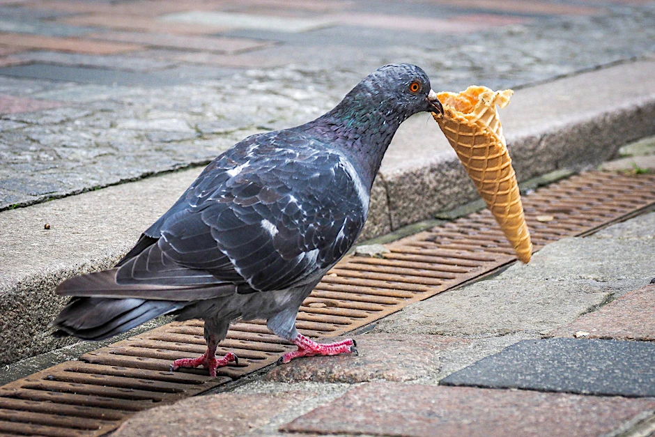 Eine Taube pickt am Eis.