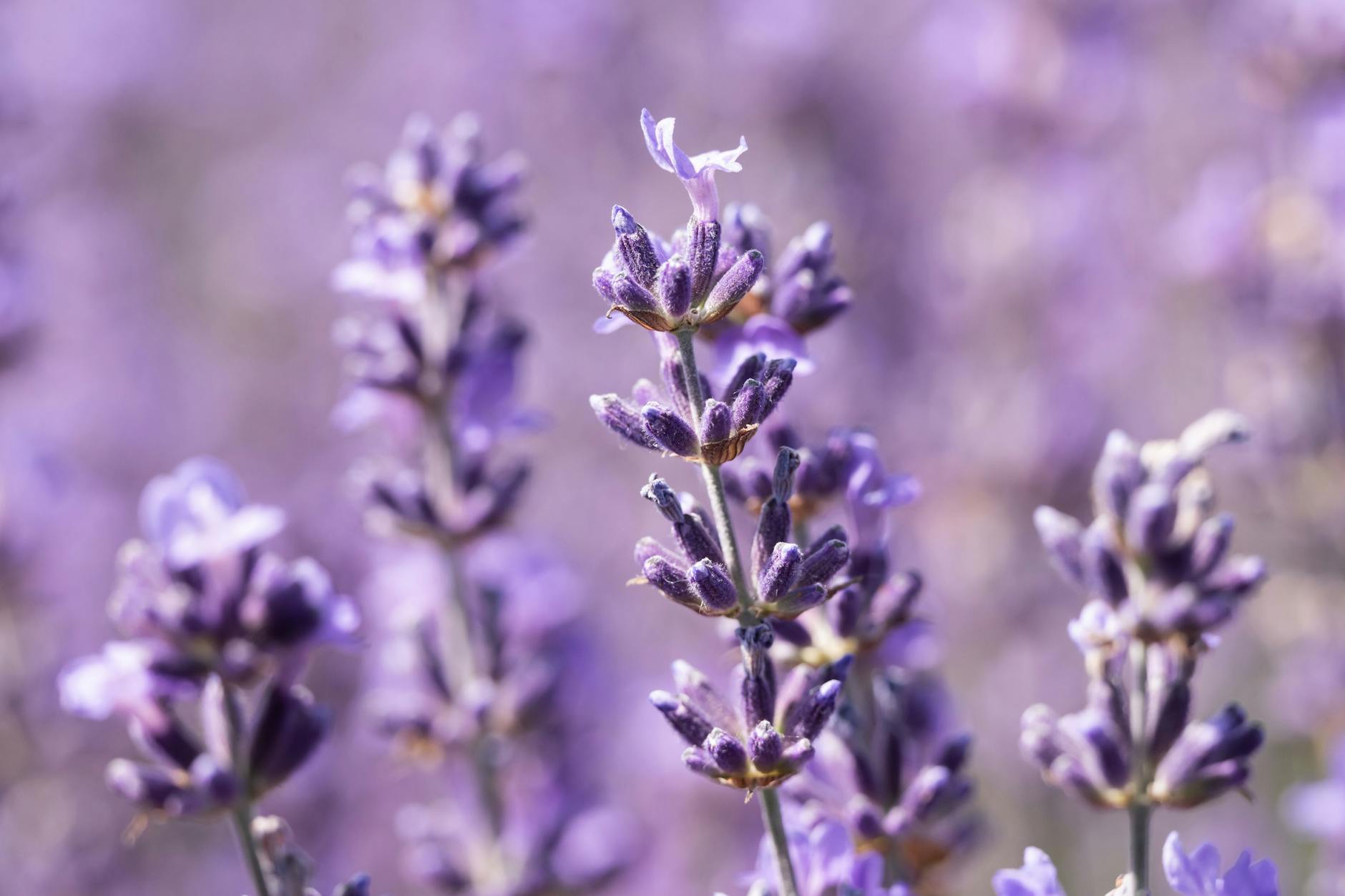 Lavendel ist recht pflegeleicht, sorgt für ein Leuchten und Duften im ganzen Schlafzimmer.