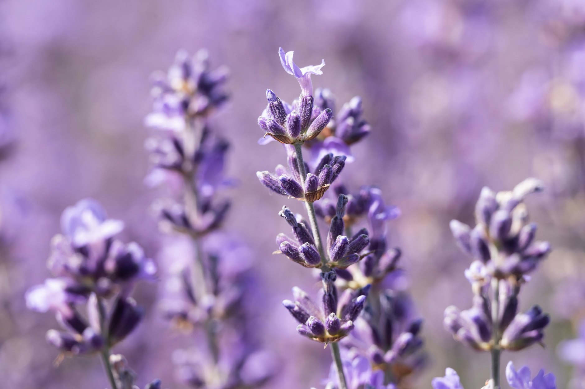 Lavendel ist recht pflegeleicht, sorgt für ein Leuchten und Duften im ganzen Schlafzimmer.