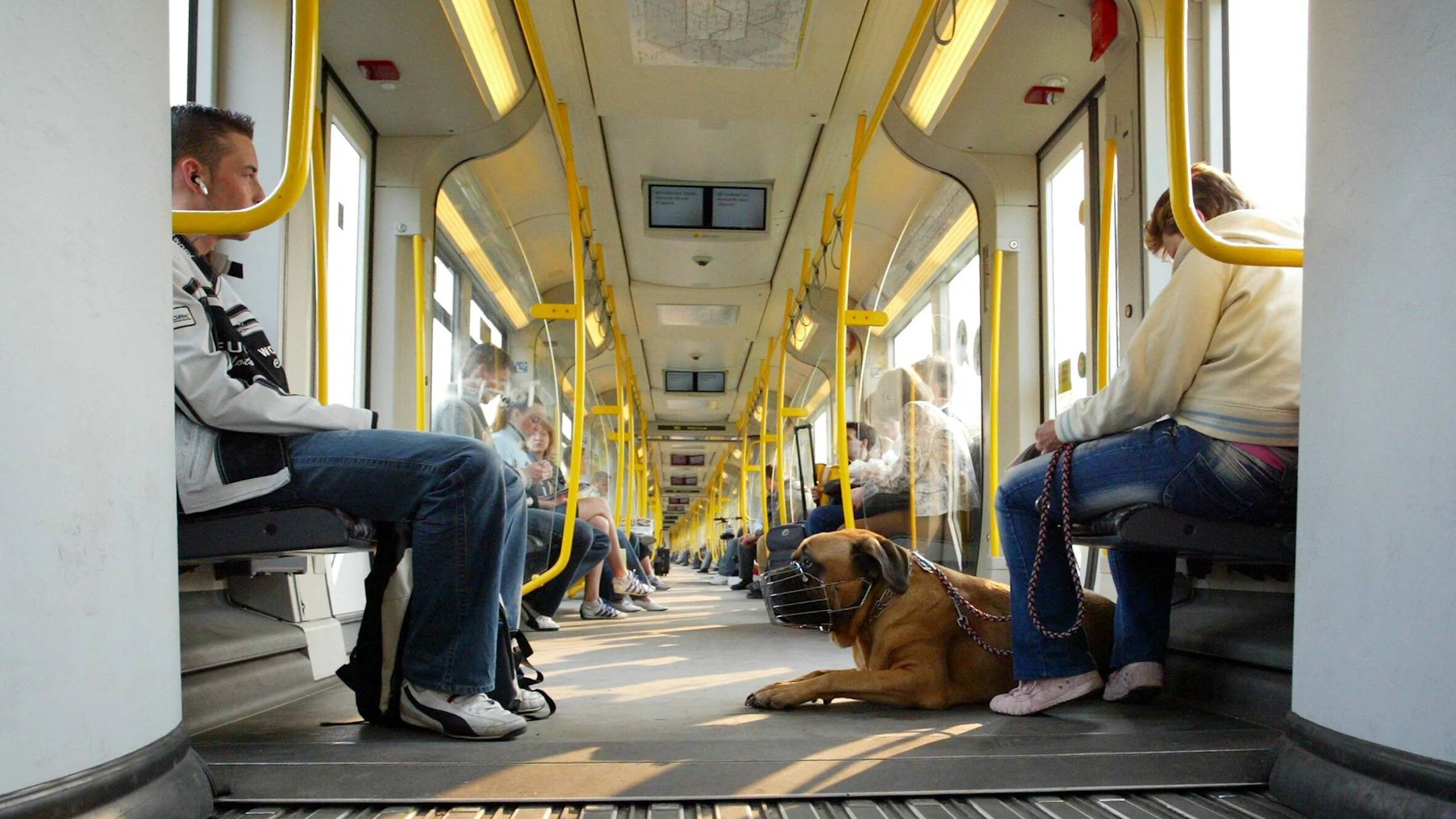 Große Hunde müssen in Berlin in Bus und Bahn angeleint sein und einen Maulkorb tragen.