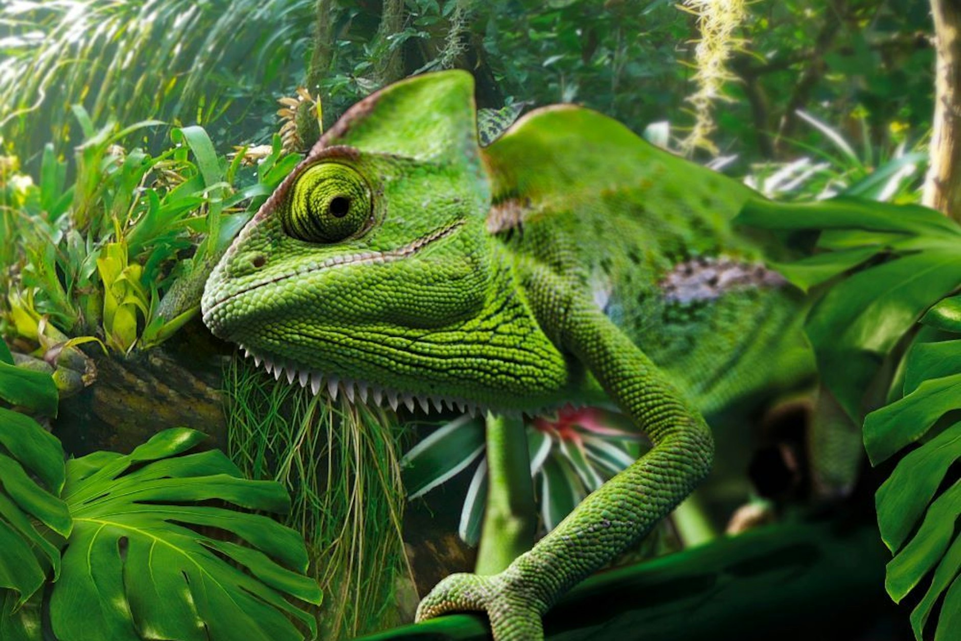 Selbst das Chamäleon hat hier gute Laune! Sehen Sie sein Lächeln?