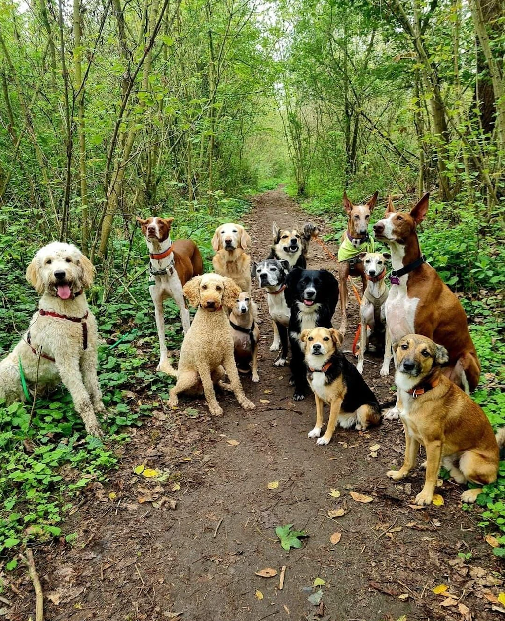 GZSZ für Bellos: Berlin legt ein neues Hundeauslaufgebiet an – und will eines der beliebtesten schließen