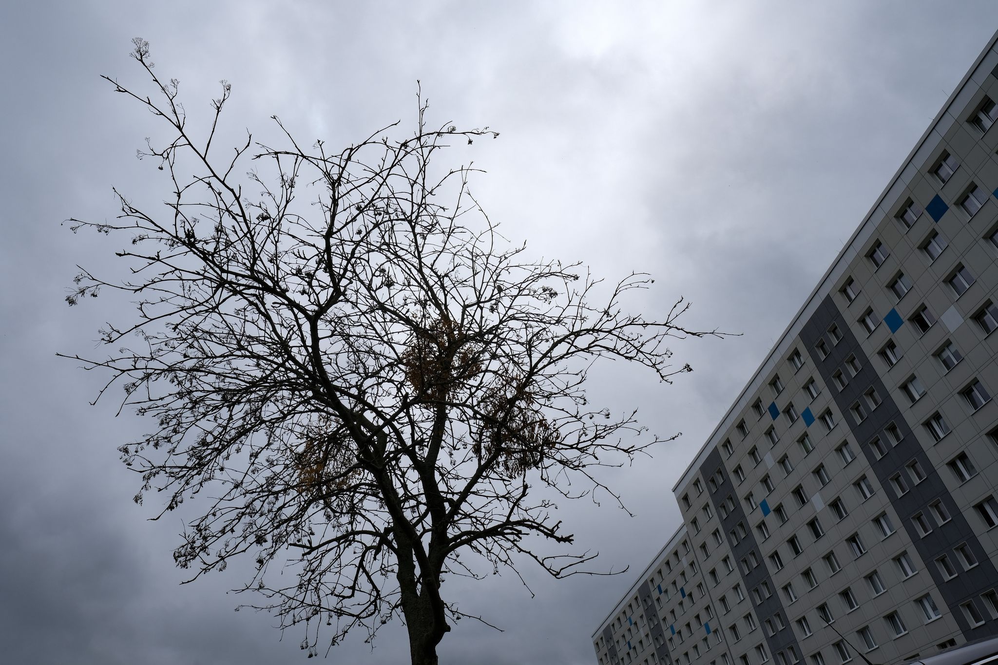Grün statt Grau: Braucht Berlin das neue „Baum-Amt“ mit 480 Mitarbeitern?