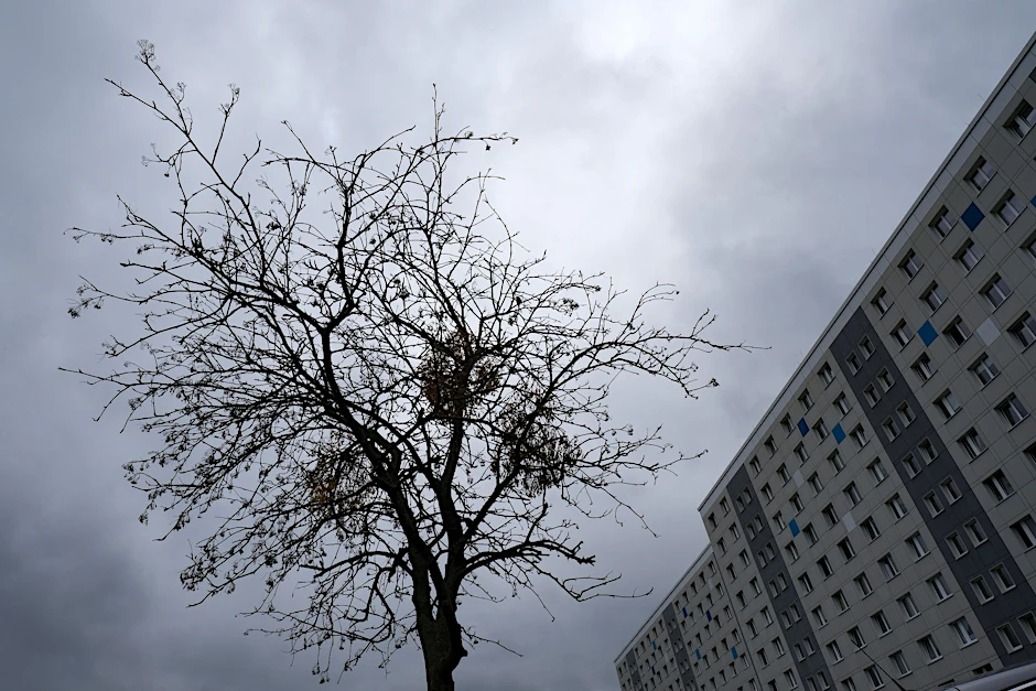 Bis Ende nächsten Jahres soll Berlin 440.000 möglichst gesunde Bäume haben.