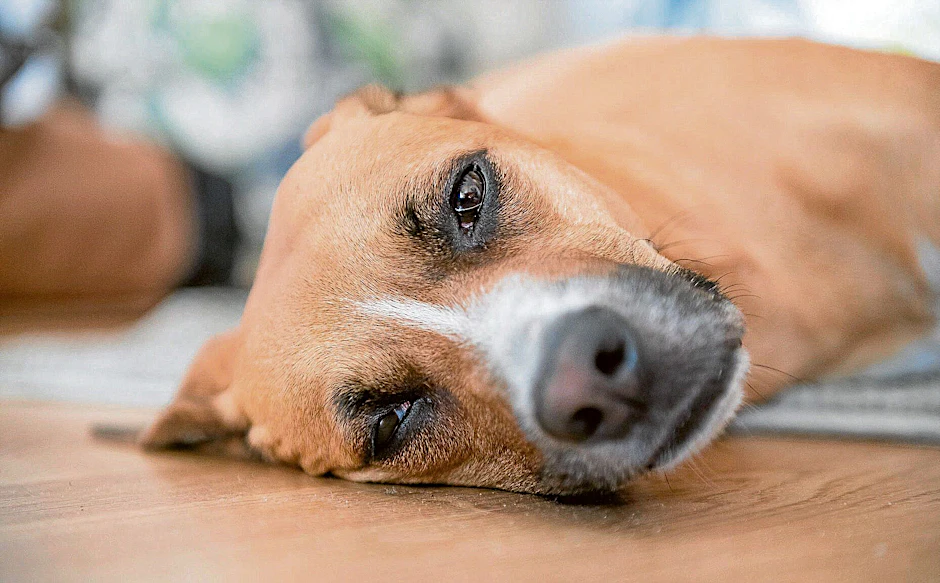 Wenn der Hund matt daniederliegt, kann das ein Symptom der lebensgefährlichen Hunde-Malaria sein.