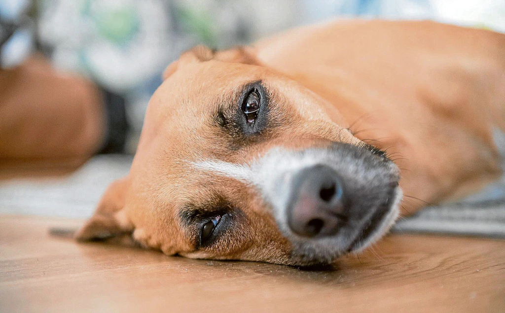Tödliche Gefahr: Hunde-Malaria greift in Brandenburg um sich. Viele Fälle in Potsdam, Lehnin und Bad Belzig, auch Berlin betroffen