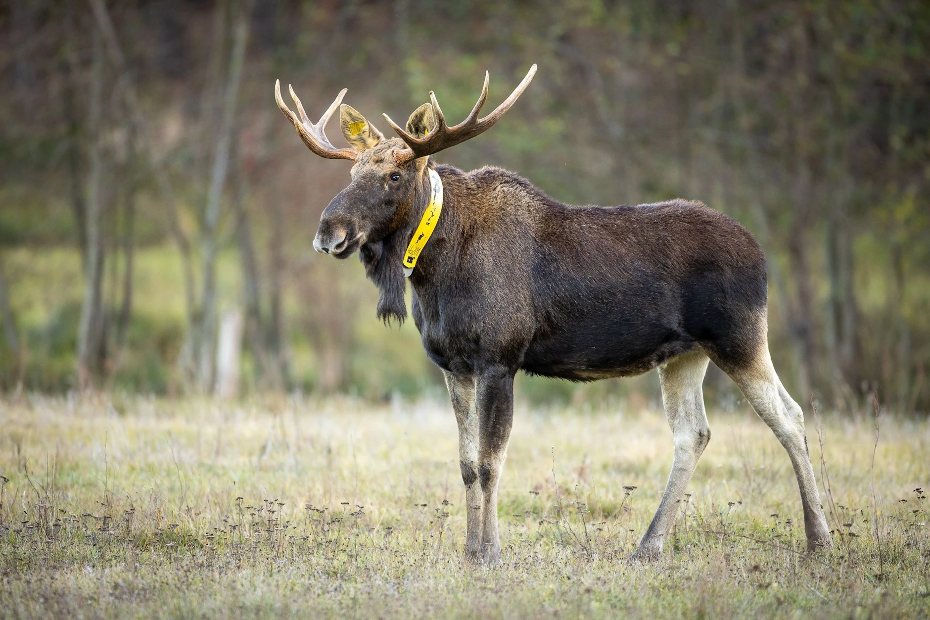 Elch Bert trägt seit Jahren einen Sender und lebt im Naturpark Nuthe-Nieplitz südwestlich von Berlin.